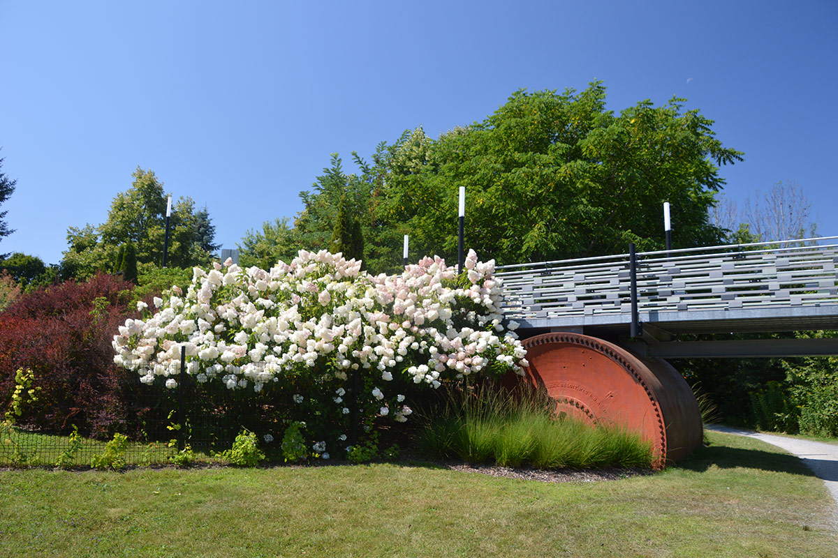 large hydrangea in bloom next to foot bridge