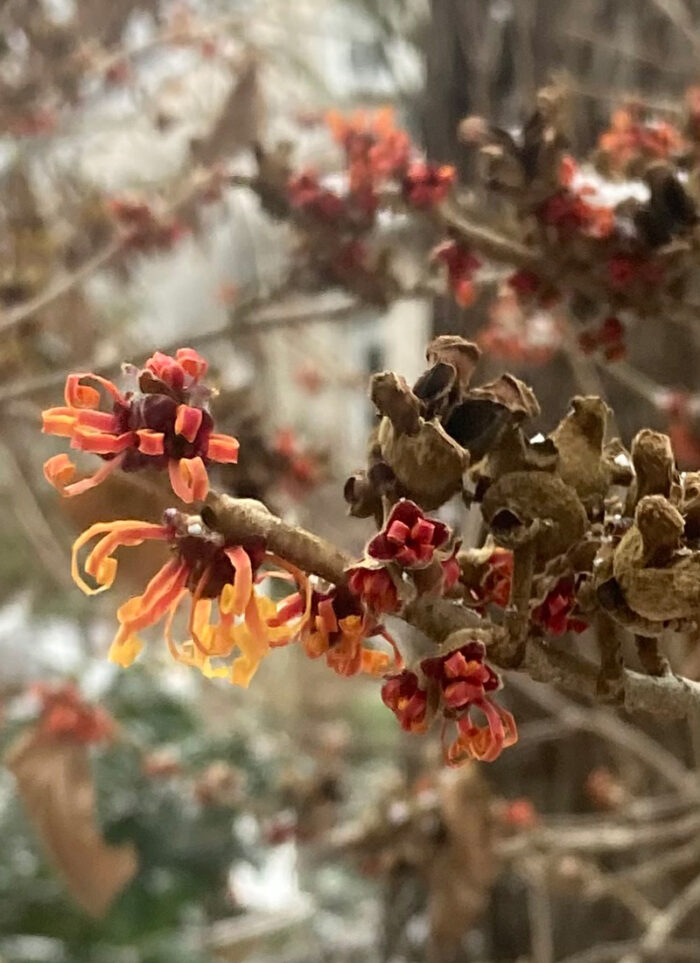 ペーパーナイフ The Garden of Autumn Fall in Michaele's garden in Tennessee (8 photos) - Fine Gardening