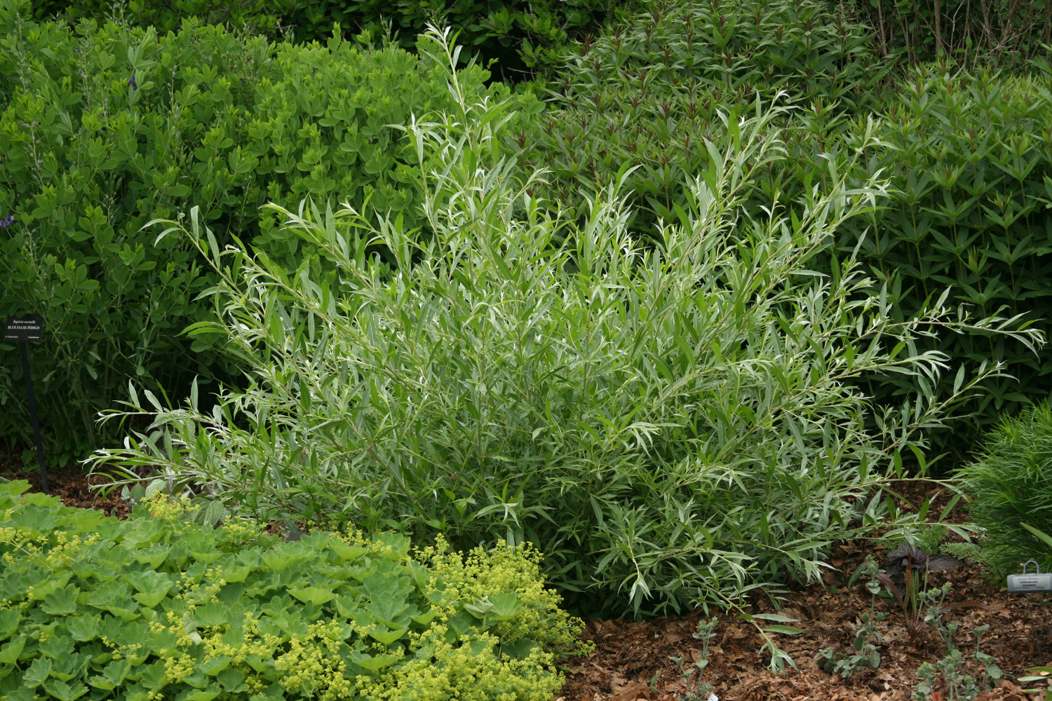 SILVER CREEPING WILLOW hedge 