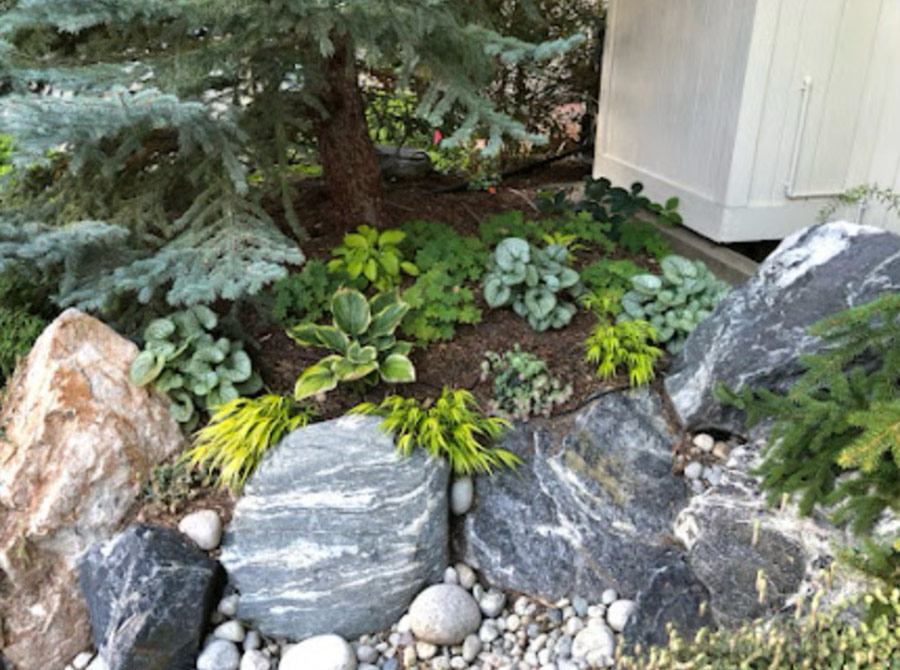 small shade garden under large conifer