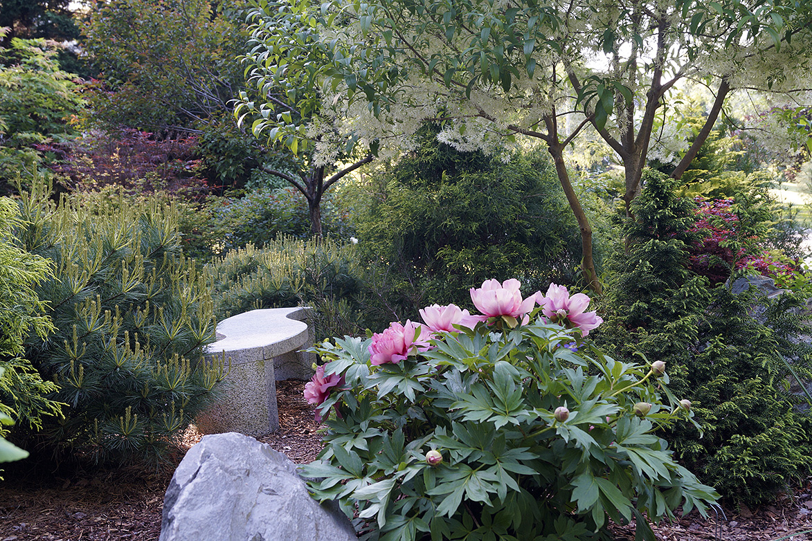 peony in front of shrubs and trees