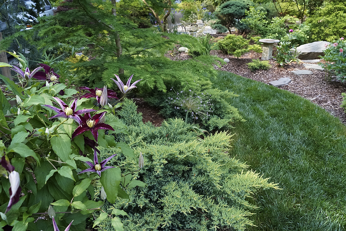 clematis in foreground of garden