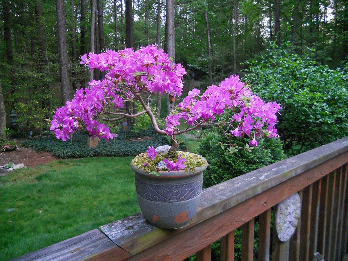 Rhododendron bonsai