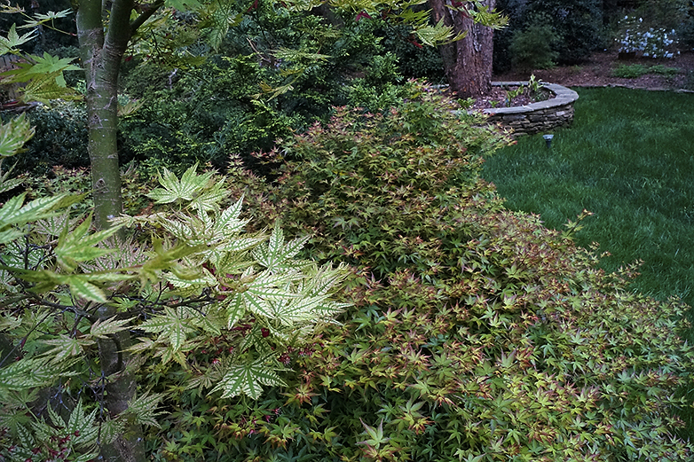 Japanese maples growing together