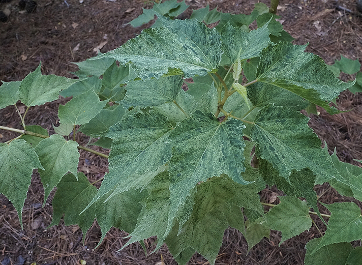 variegated maple foliage