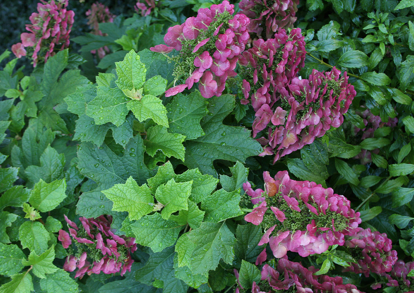 Zapatilla Rubí Hortensia Hoja De Roble