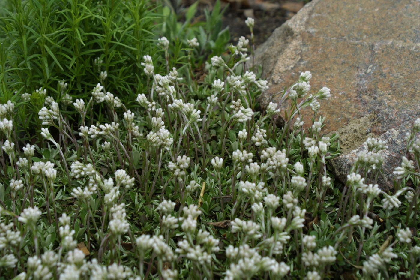 Dedos de los pies en vivo