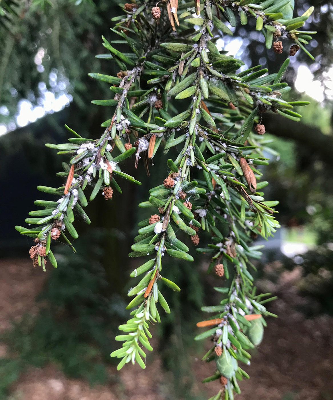 Lana de cicuta Adejide Fotografía: Scott Freeman