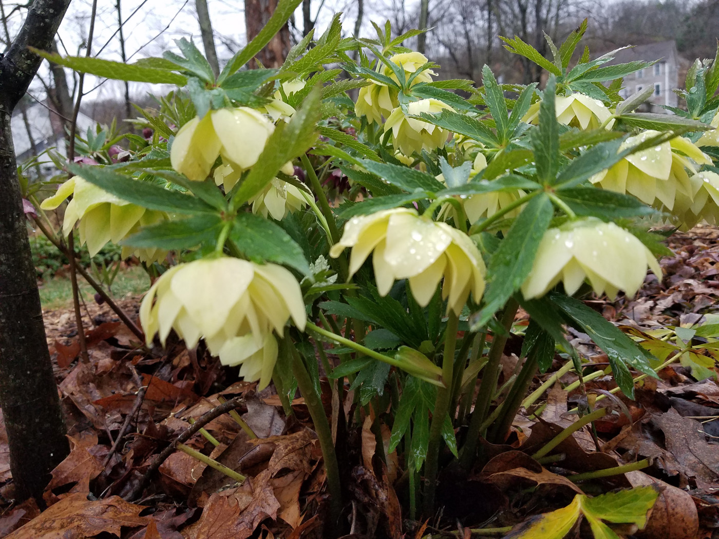 Eléboro fotografiado por Carol Collins