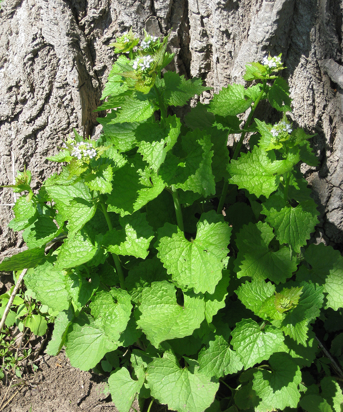Ajo Mostaza Alliaria petiolata Cortesía de Mark Dwyer