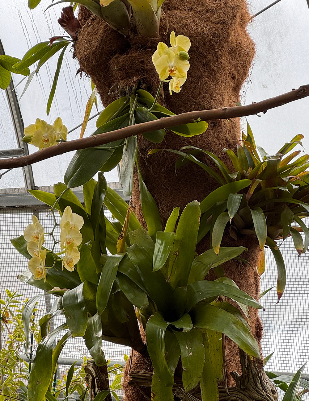 orchids growing in a natural way