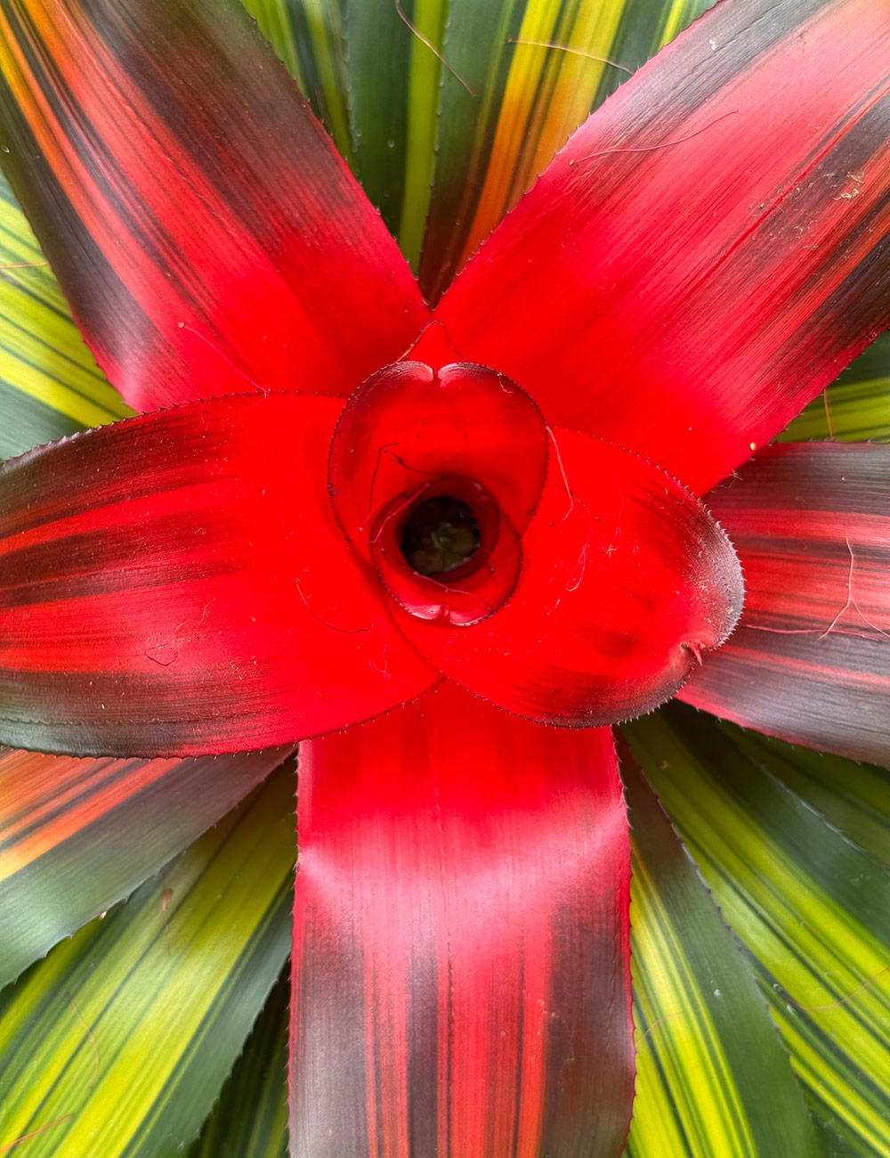 the center of a colorful bromeliad