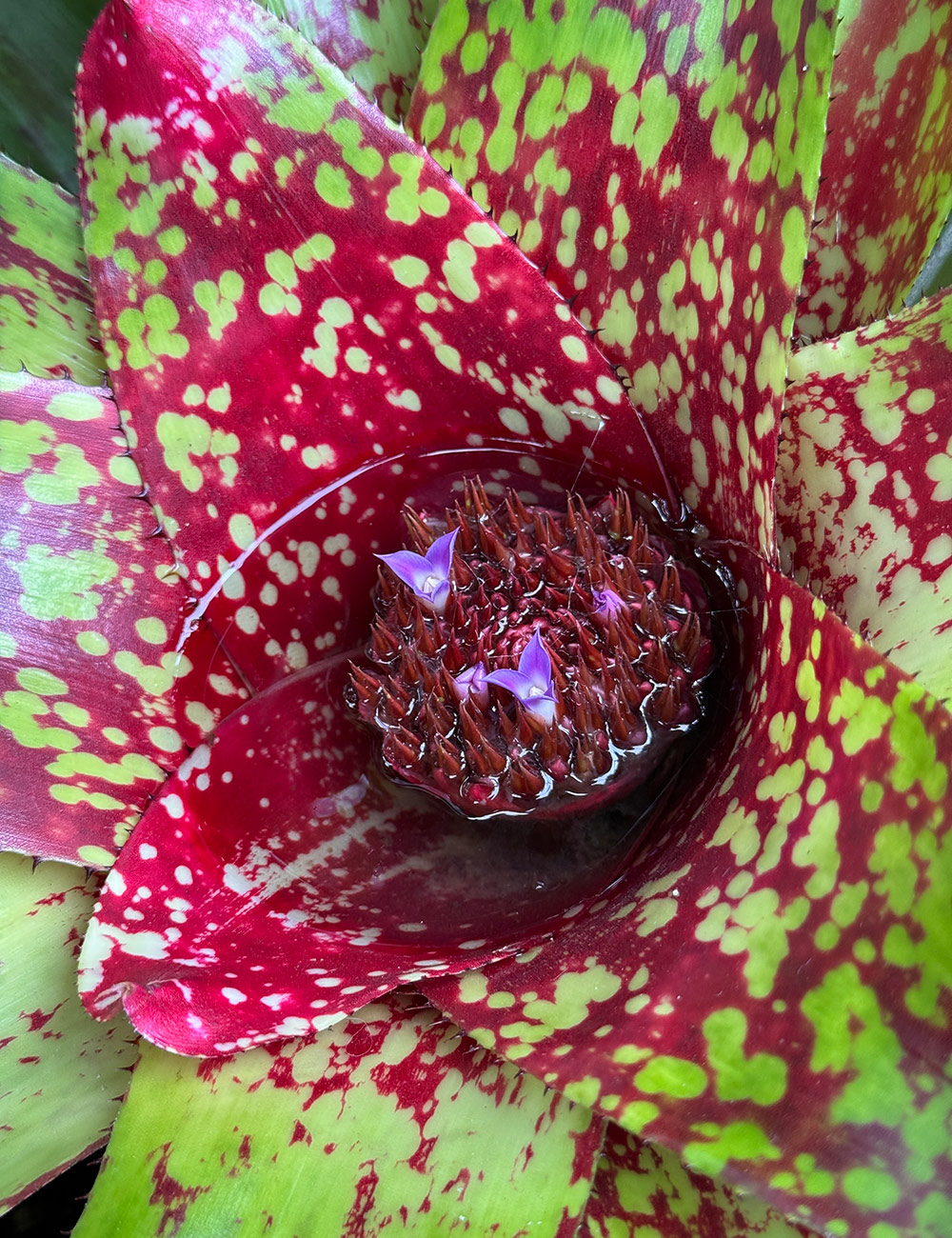 colorful bromeliad starting to flower