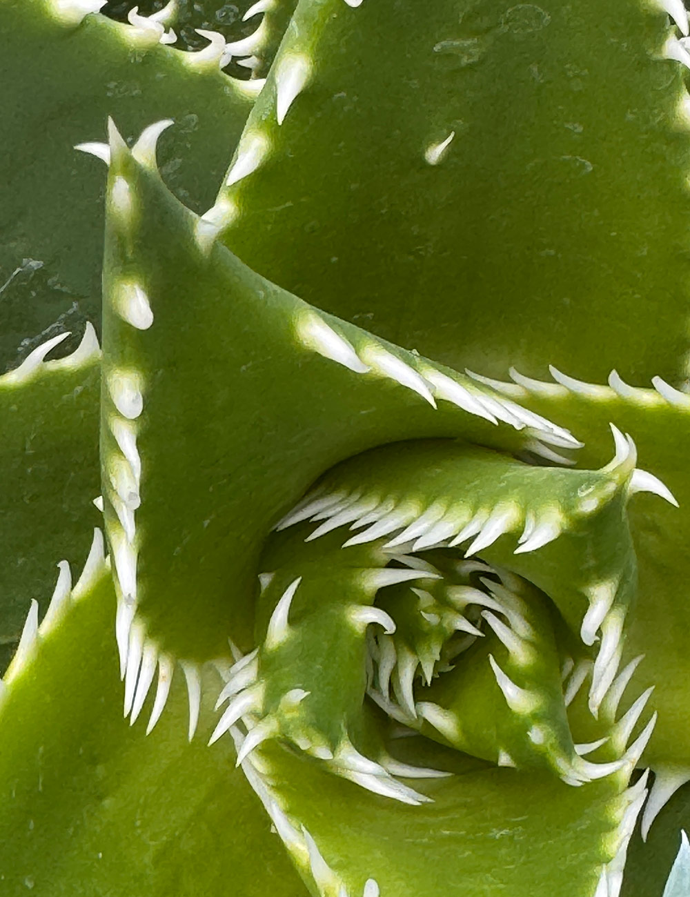 Aloe aculeata