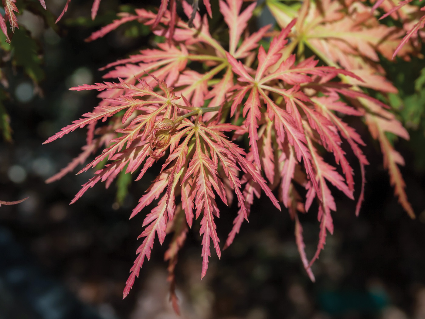Acer x pseudosieboldianum Ice Dragon courtesy of Iseli Nursery
