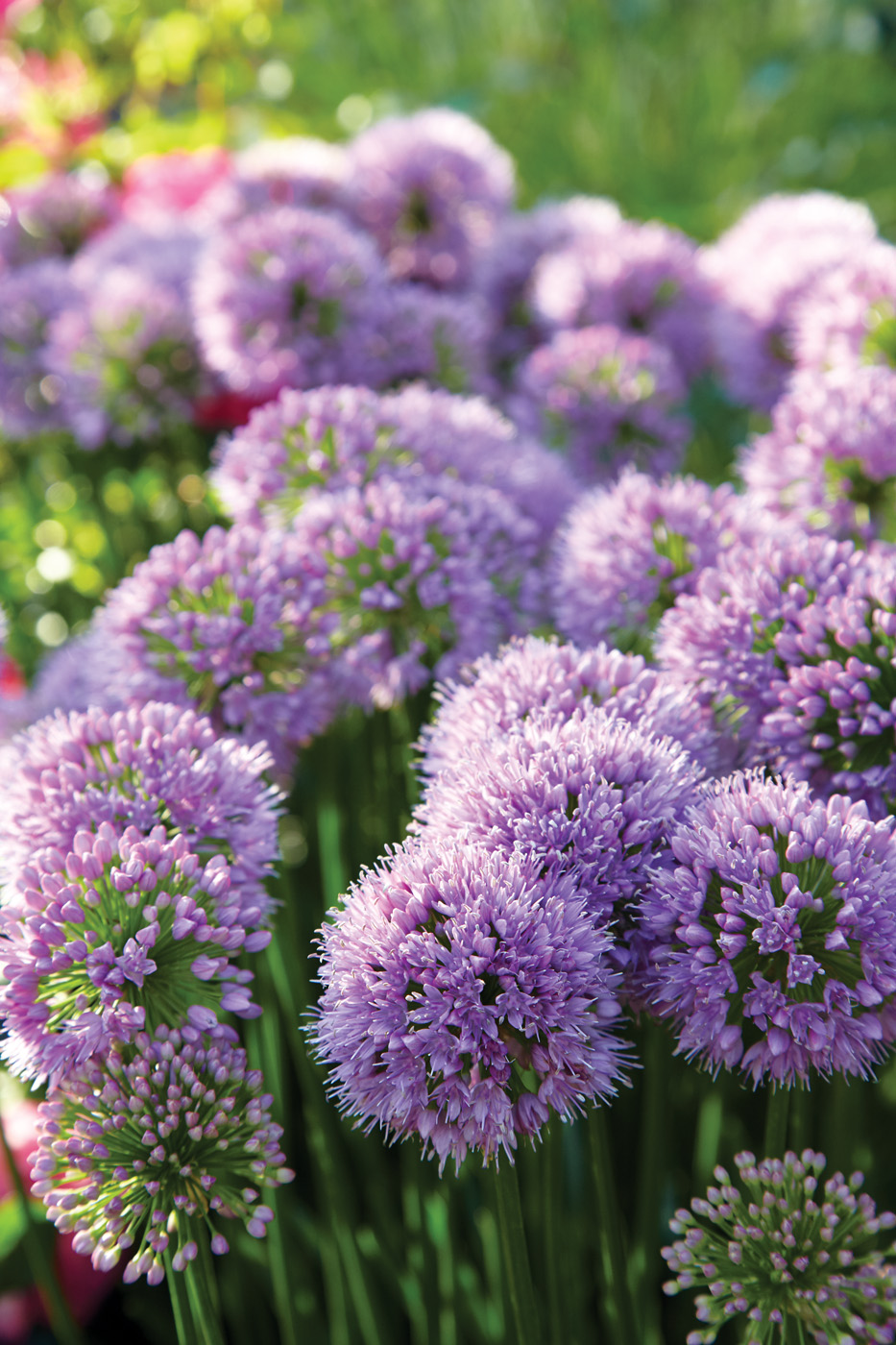 Allium tanguticum ‘Summer Beauty’ photo by Jack Coyier