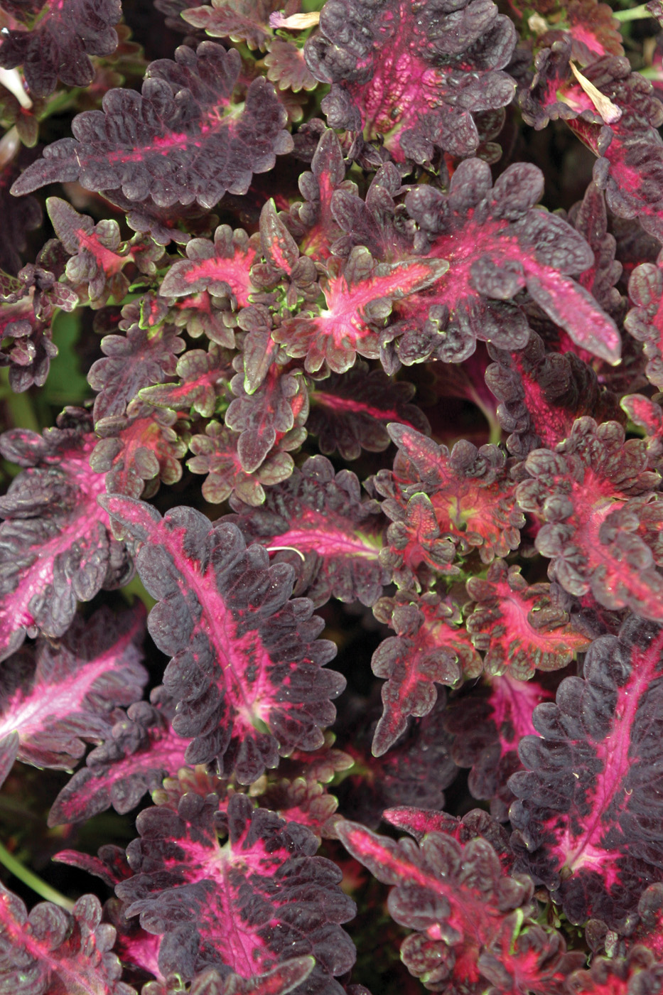 Coleus Black Dragon