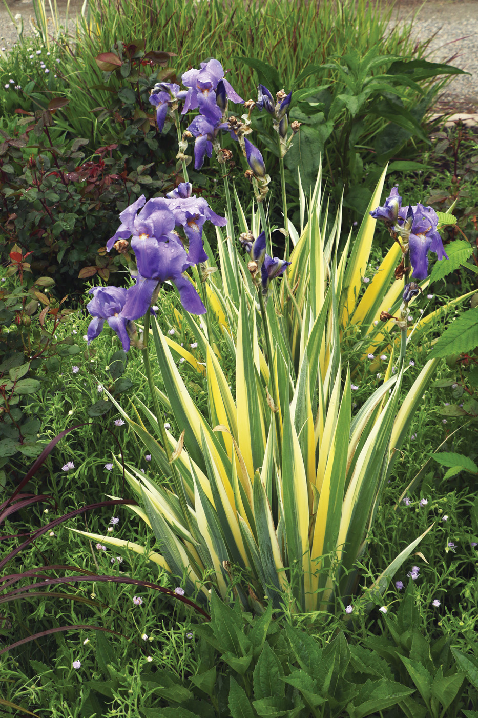 Iris pallida Variegata
