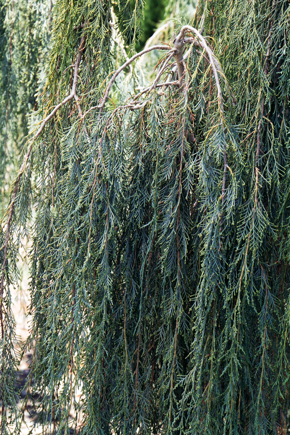 Tolleson's Blue Weeping Juniper courtesy of Doreen Wynja_Monrovia.com