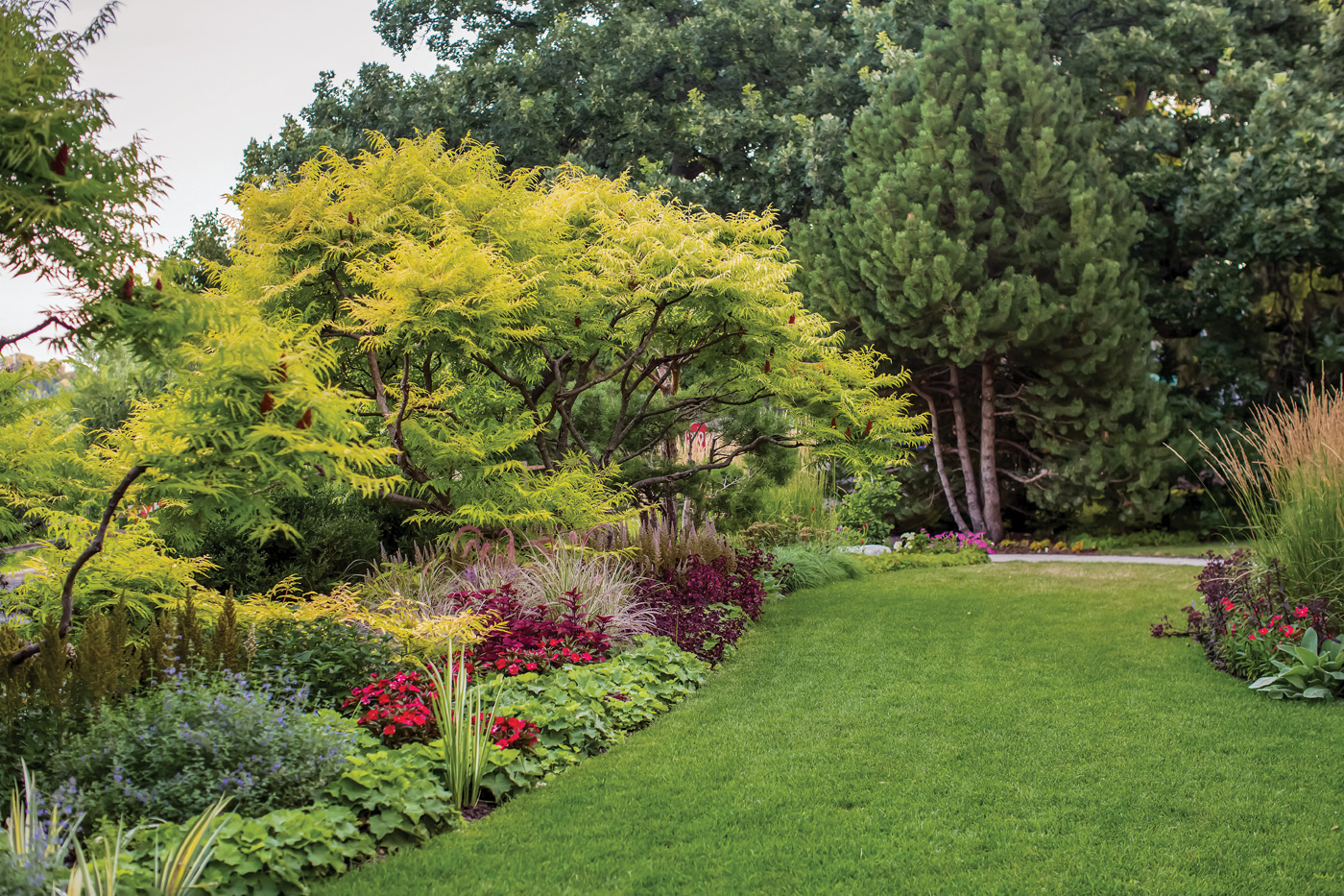 Sumac in front yard photo by Tracy Walsh