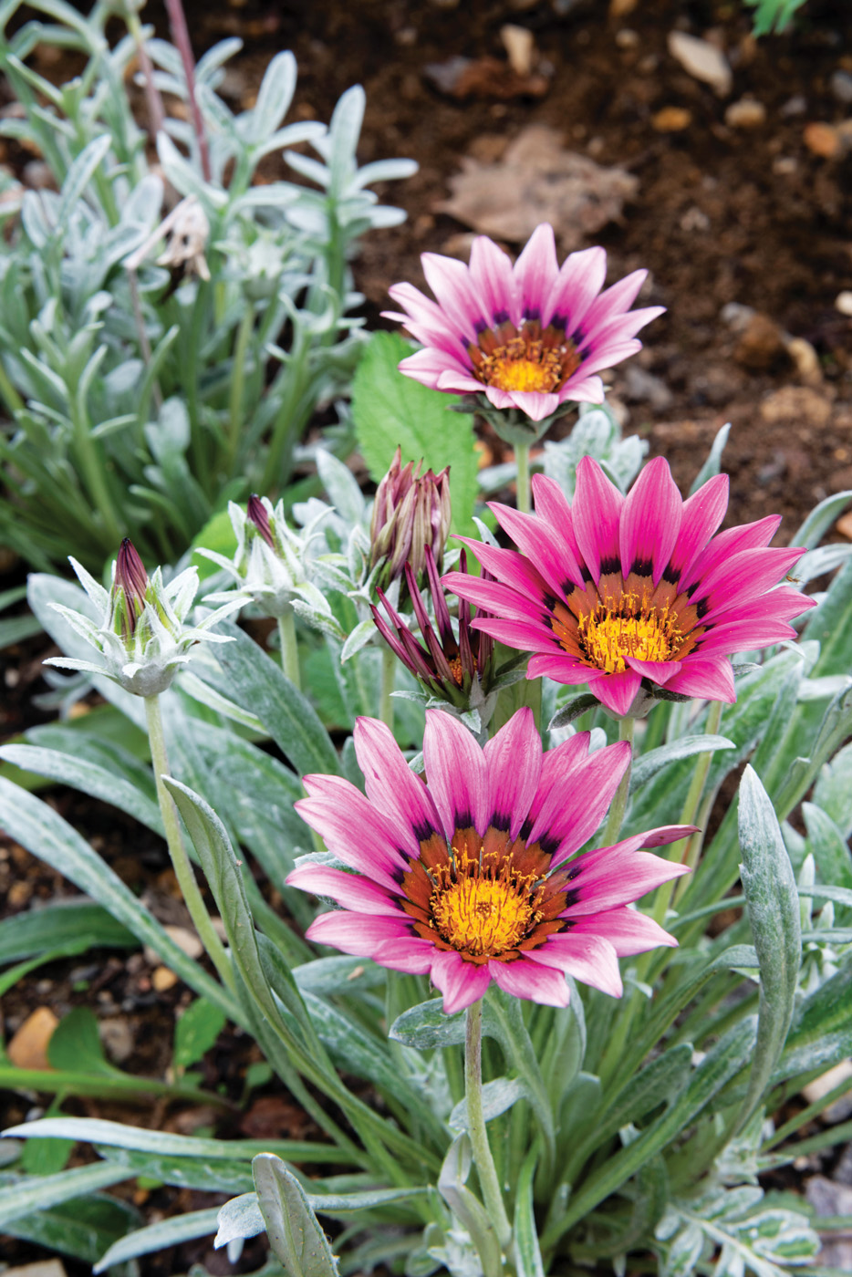 Gazania 'Talent Mixed' - Treasure Flower