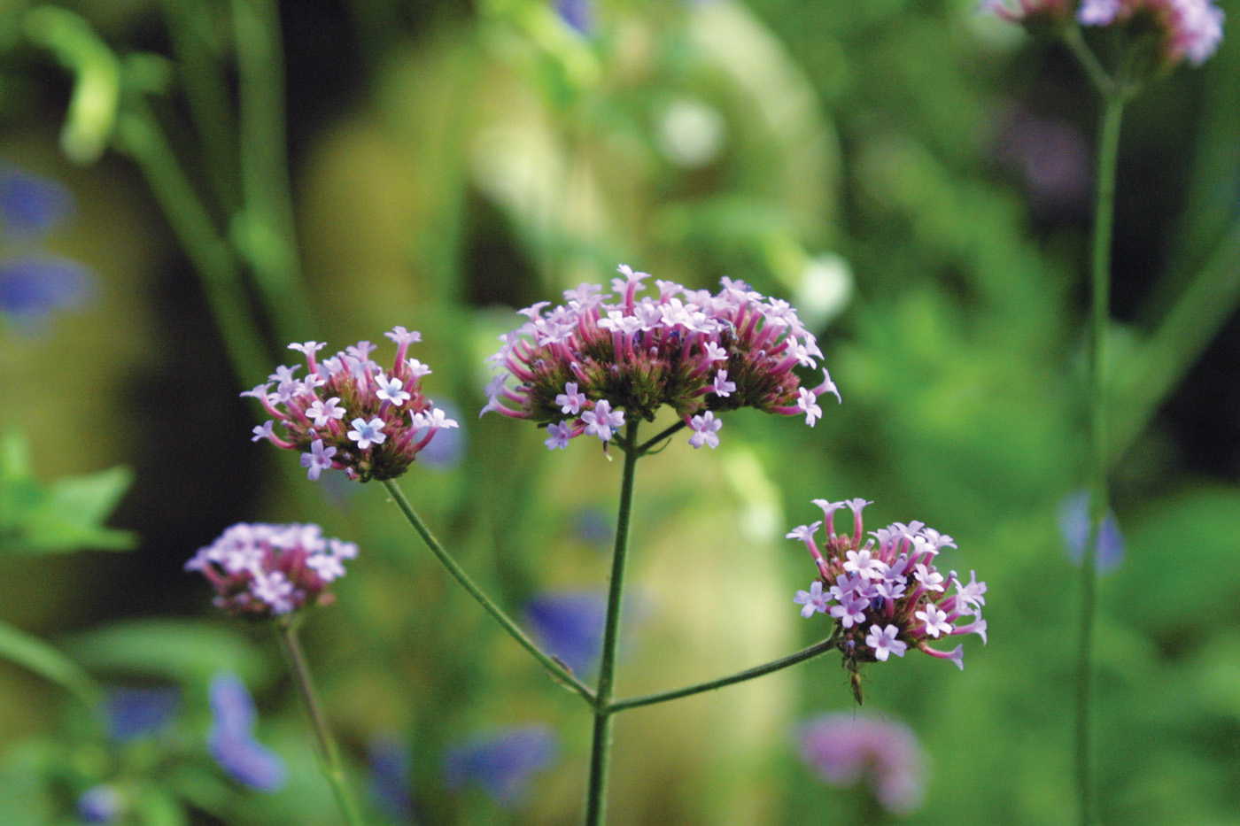Verbena bonariensis