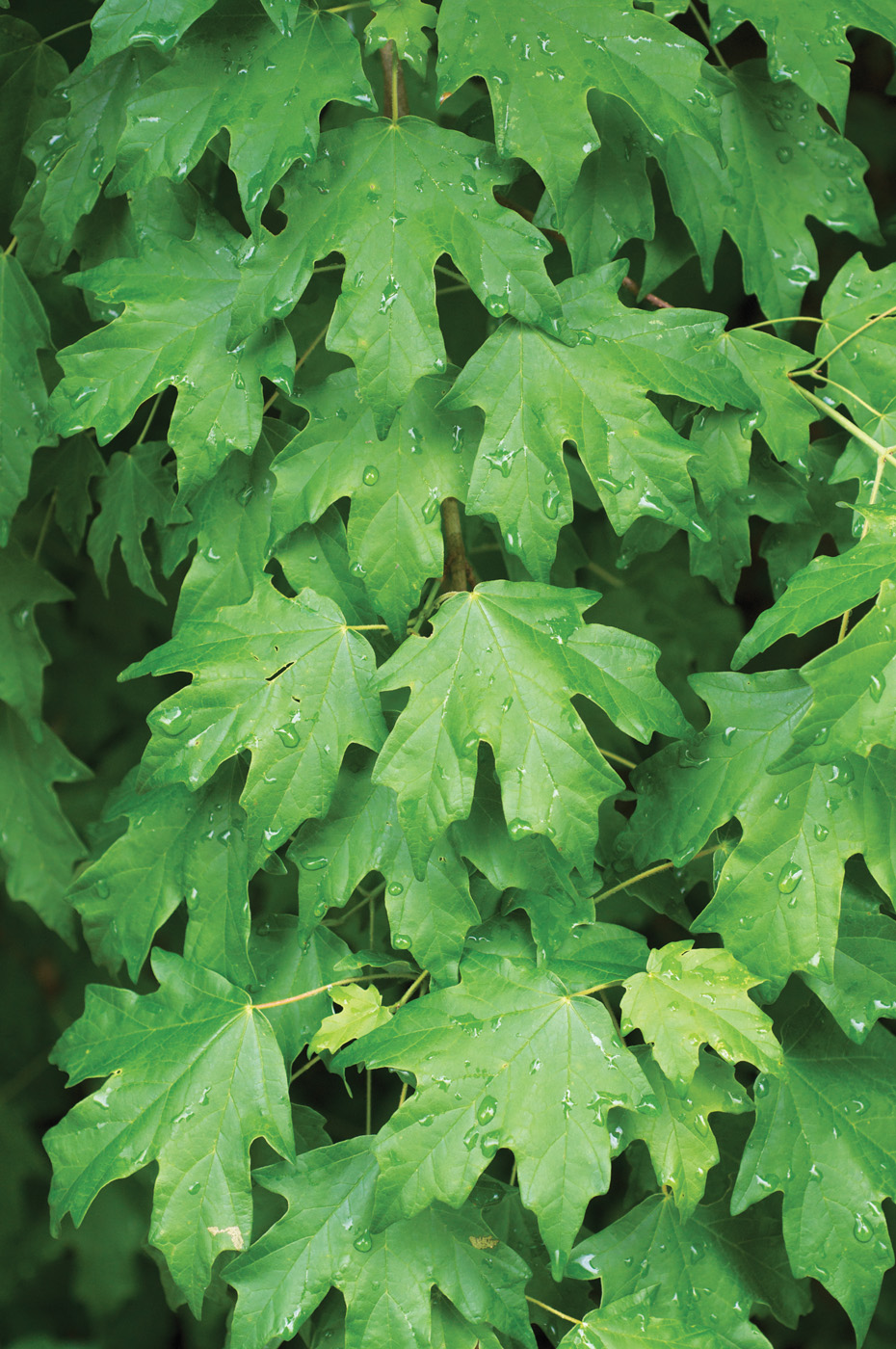 Acer leucoderme