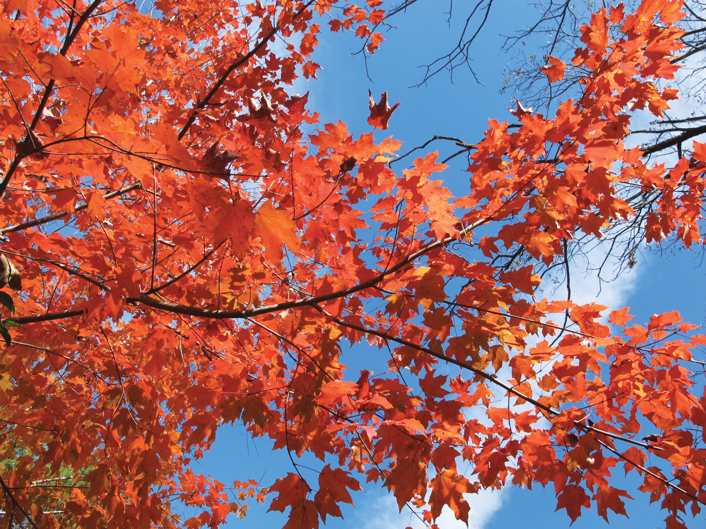 Acer leucoderme in fall