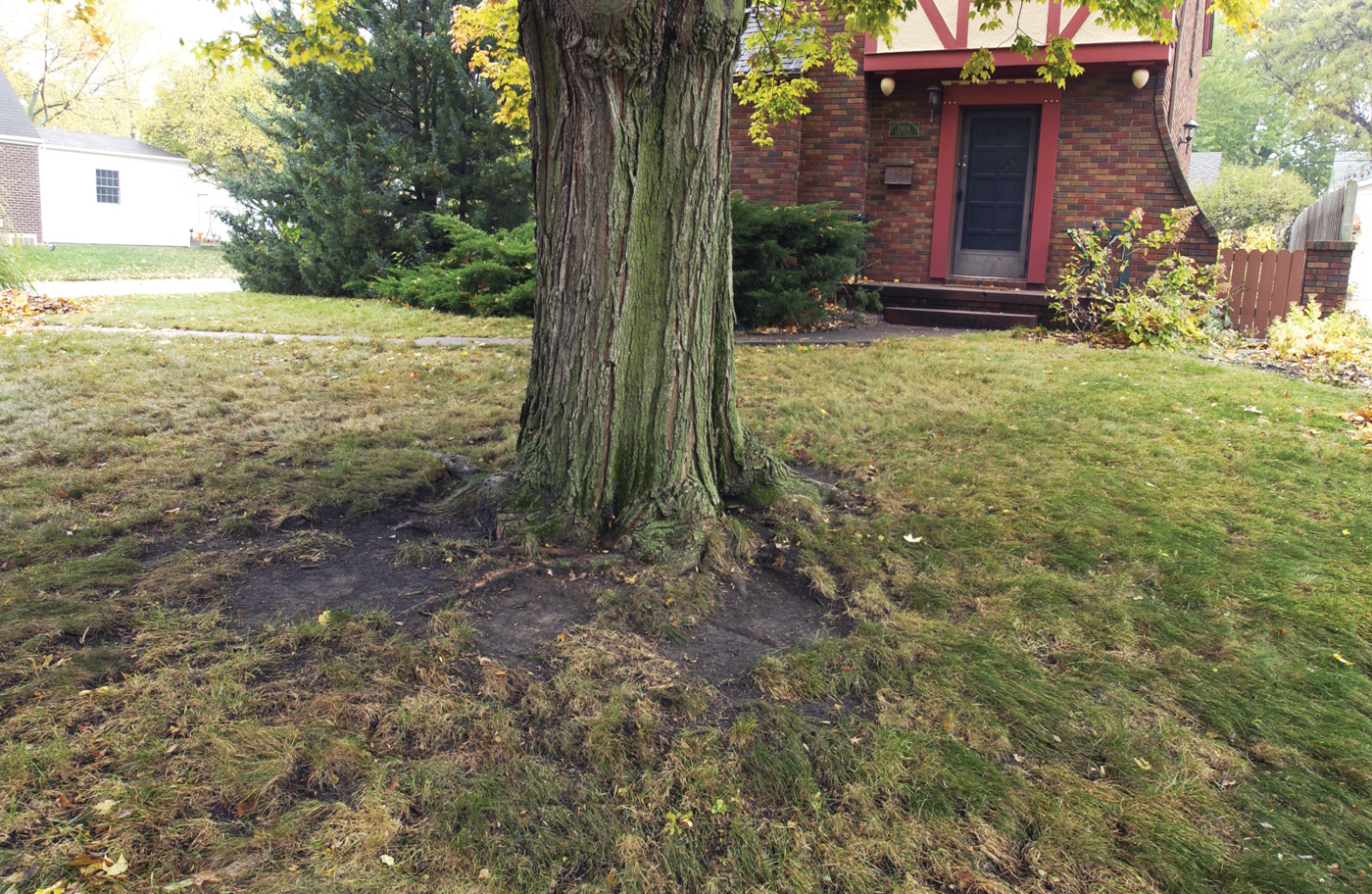 FG227GR Established tree roots photo by David McClure