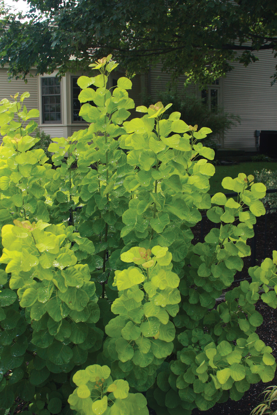 Golden Spirit Smoketree Cotinus coggygria ‘Ancot’ 