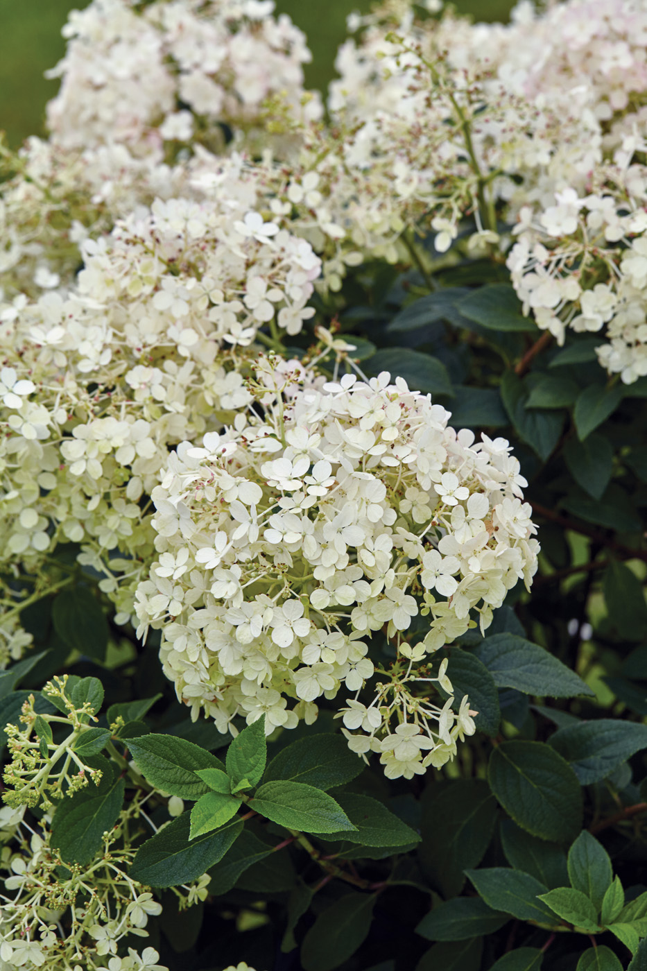 Hydrangea paniculata Bobo