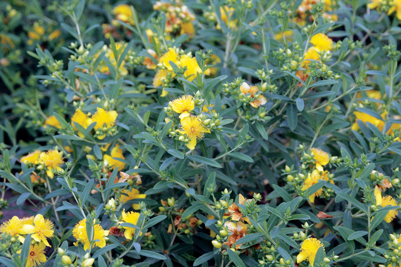 Hypericum kalmianum