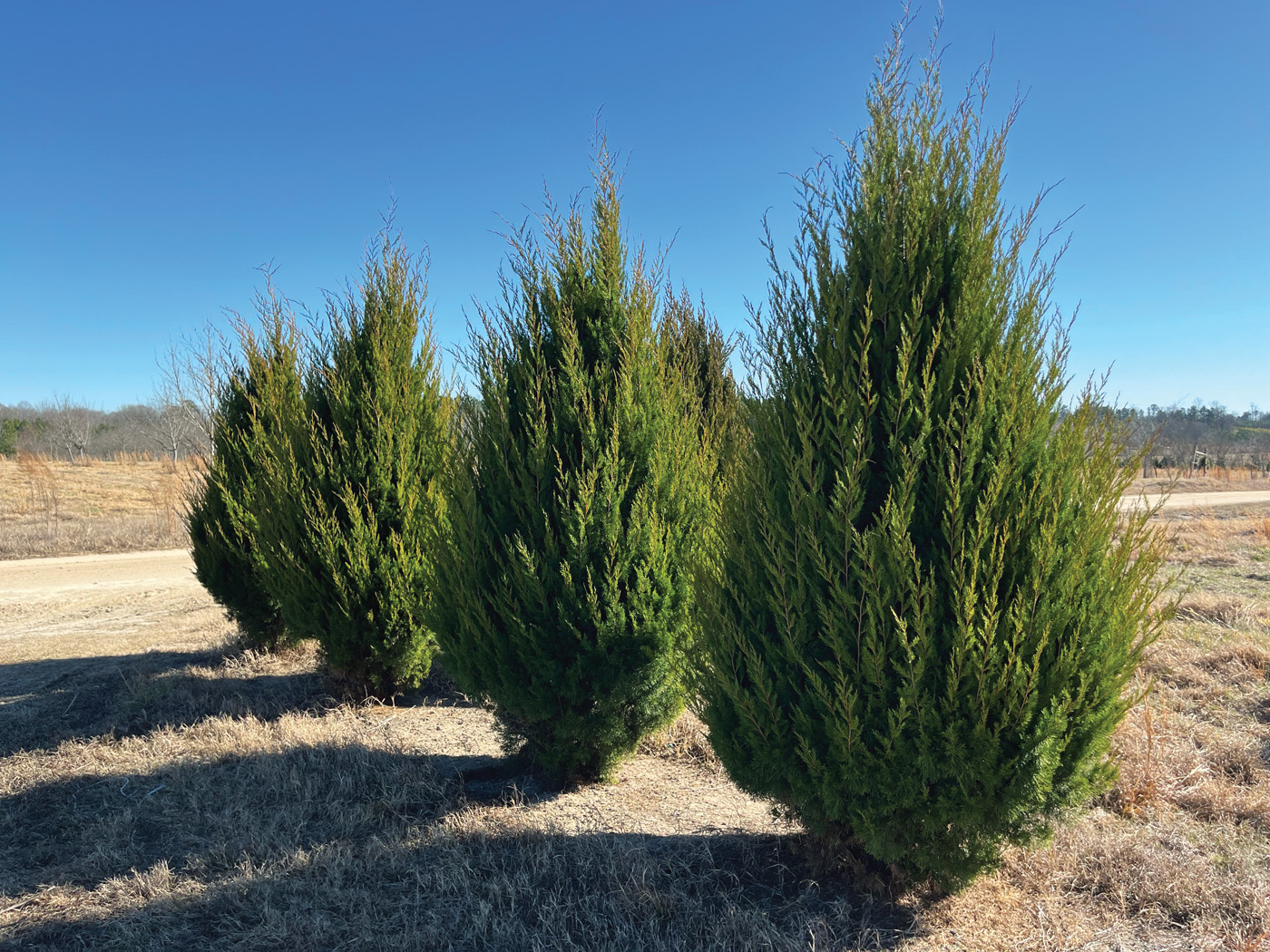 Juniperus 'Brodie' courtesy of Taylor’s Nursery