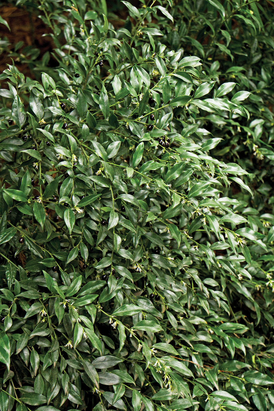 Sarcococca confusa DoreenWynja.com 