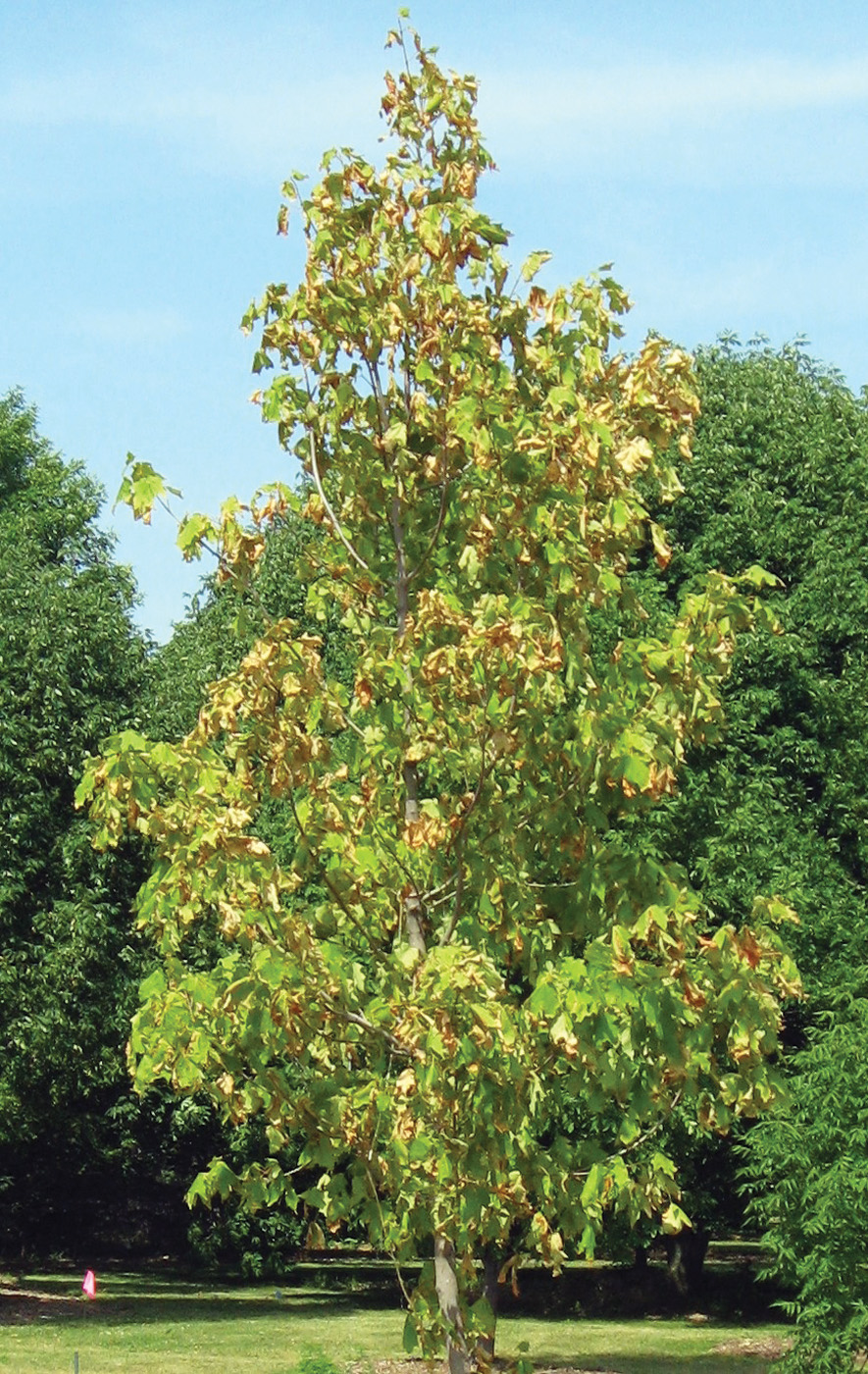 Sugar maple with drought stress 