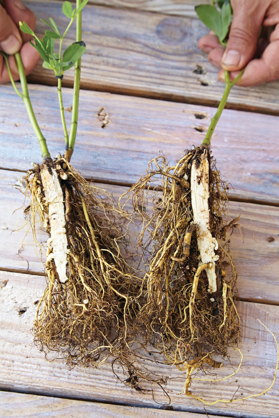 Tap roots cut in half