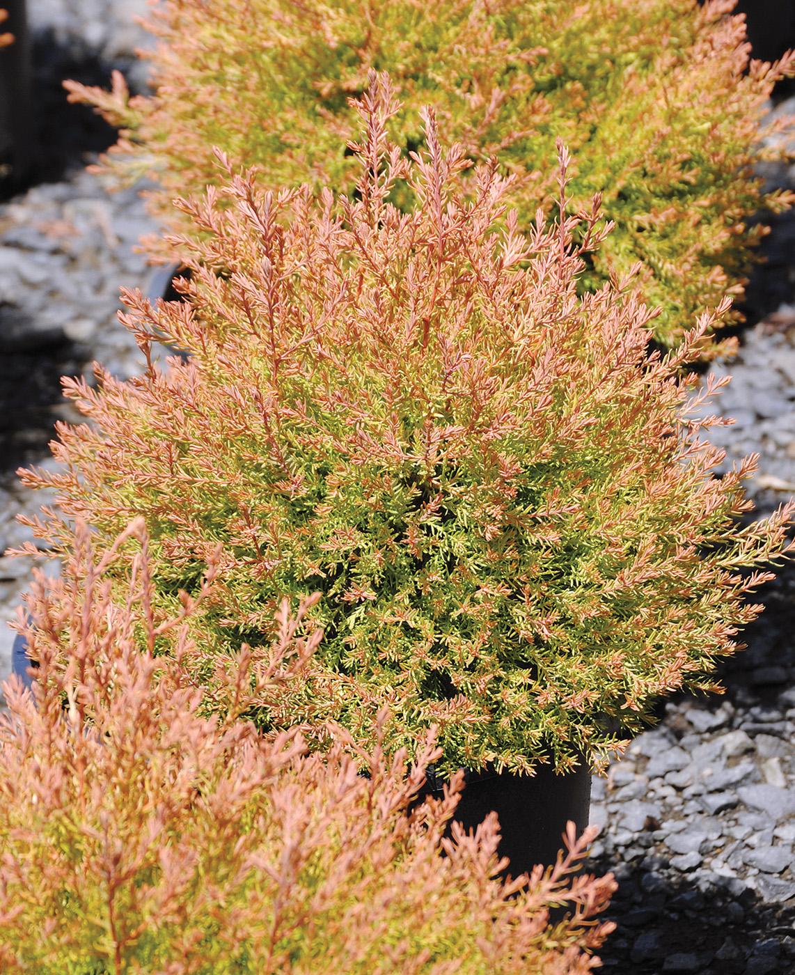 Thuja occidentalis Fire Chief arborvitae
