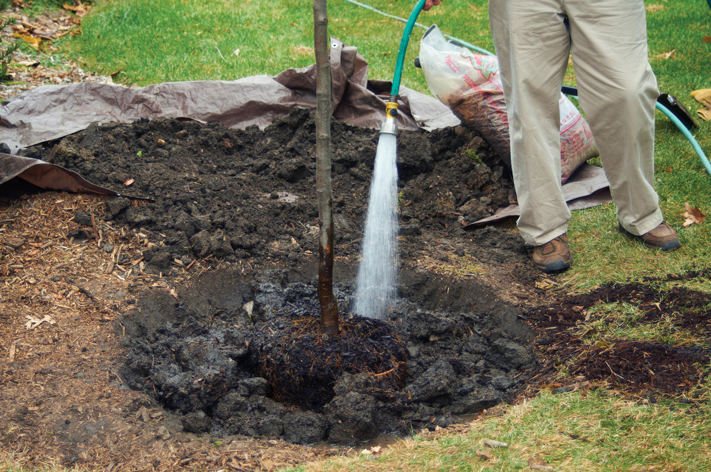 Watering tree root photo by Jack Coyier