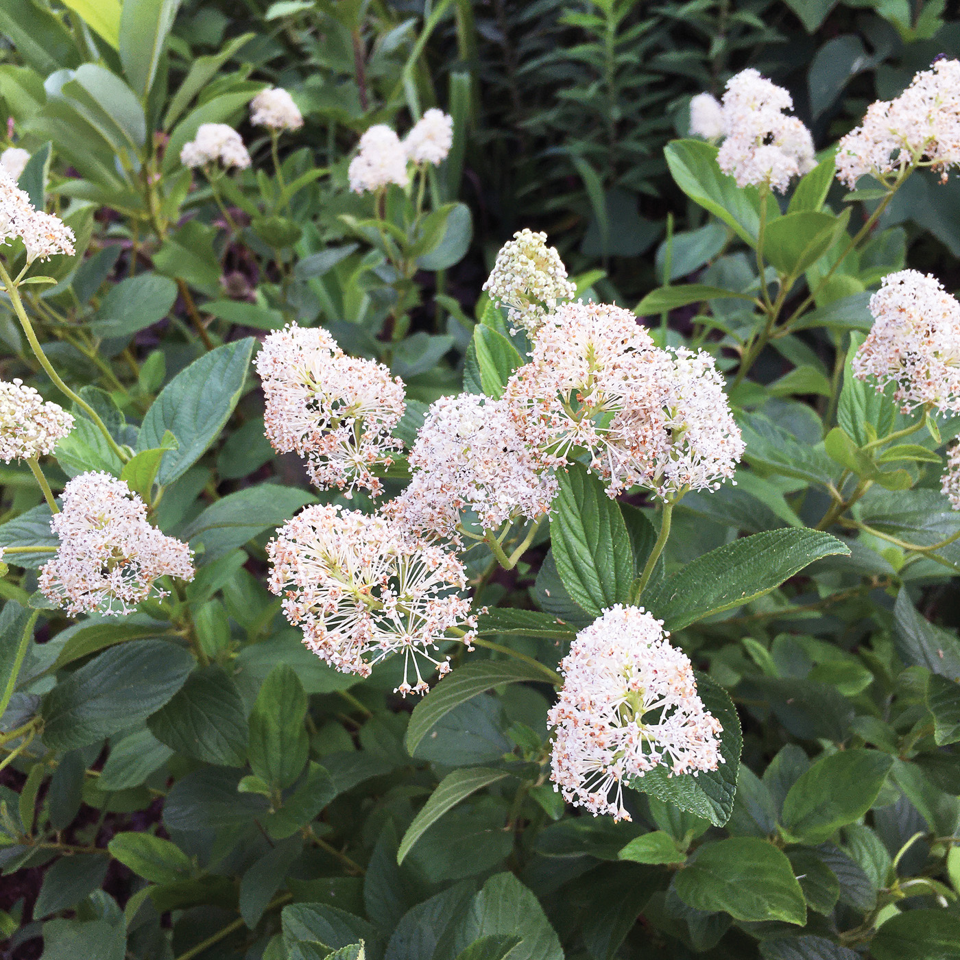 Ceanothus americanus courtesy of Nancy J Ondra