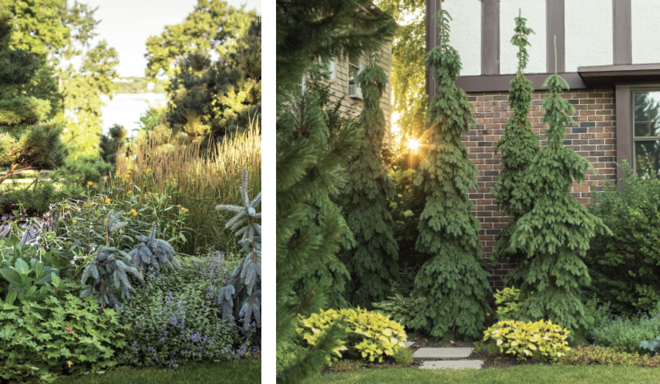 Mature garden borders with confiers and perennials 