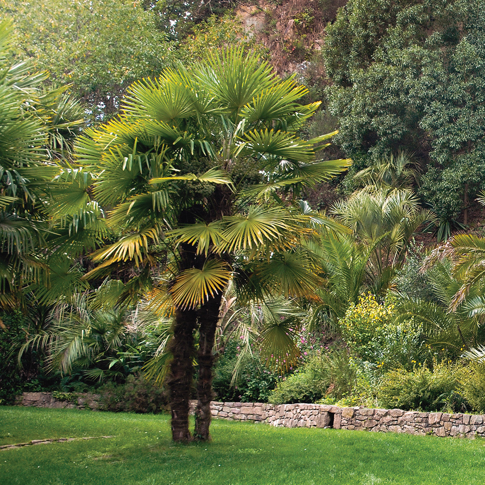 Trachycarpus-fortunei 