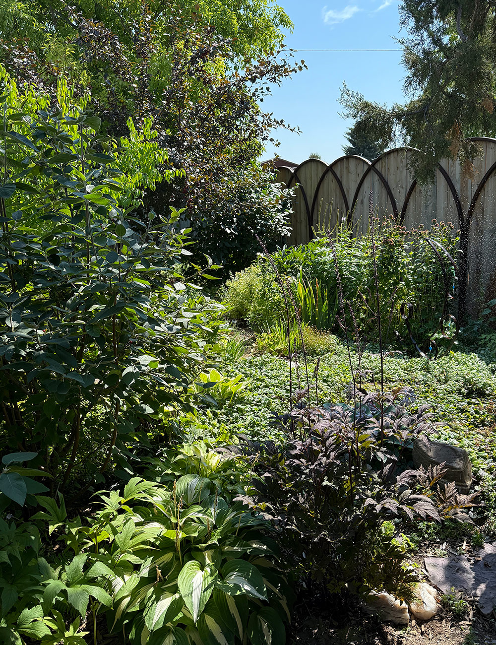 shade garden with lush foliage plants