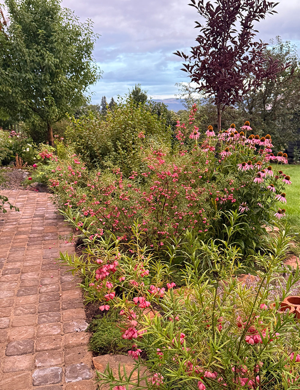 various pink flowers along brick path