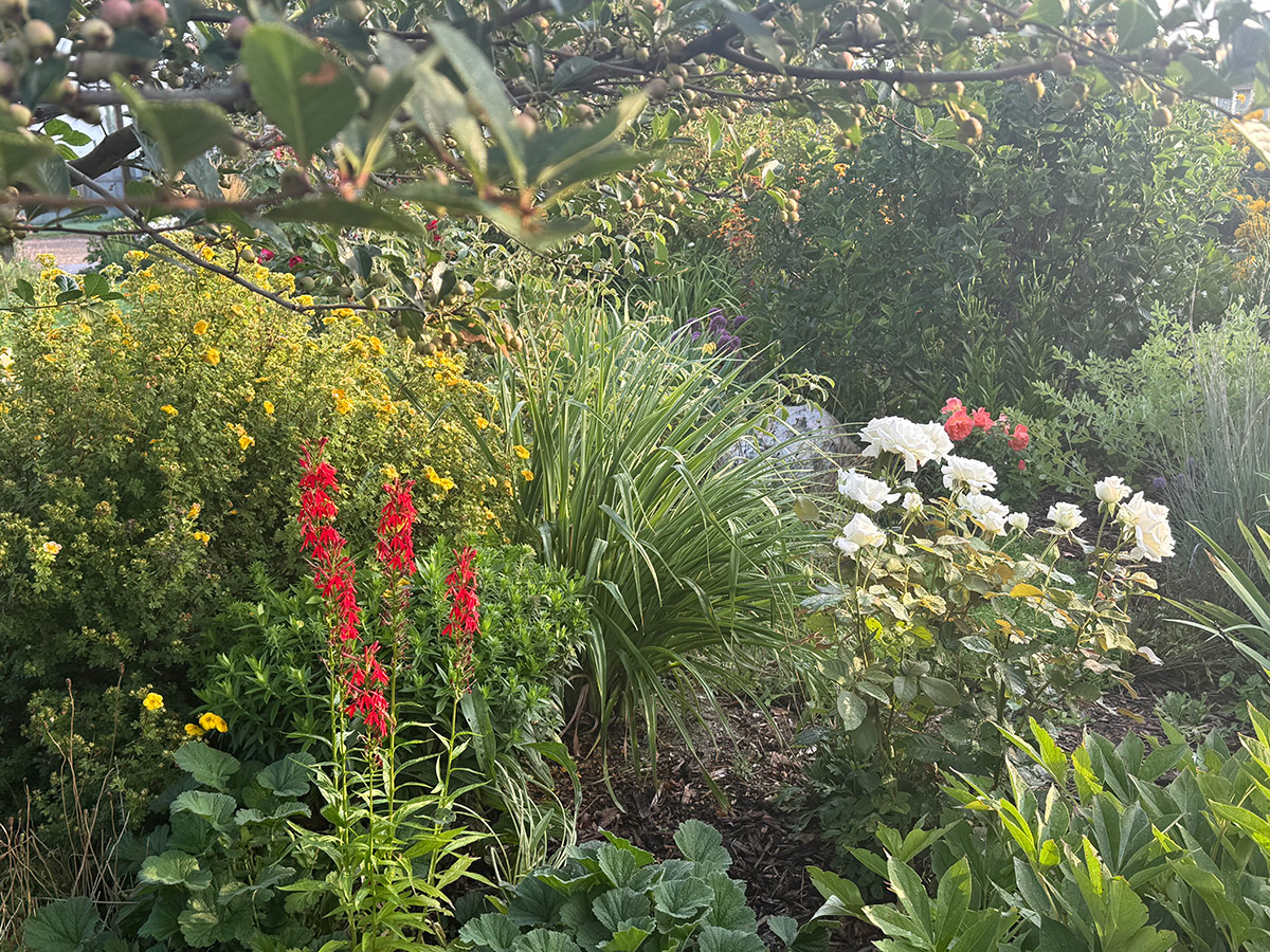 sunny garden with red and white flowers