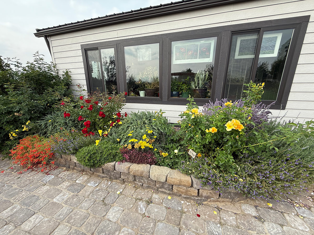 sunny foundation bed in front of window