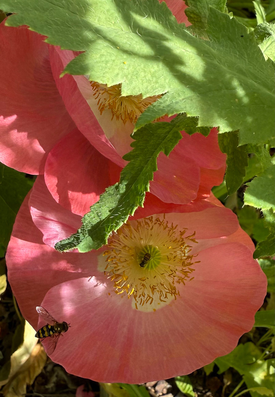 bee on pink poppy blooms