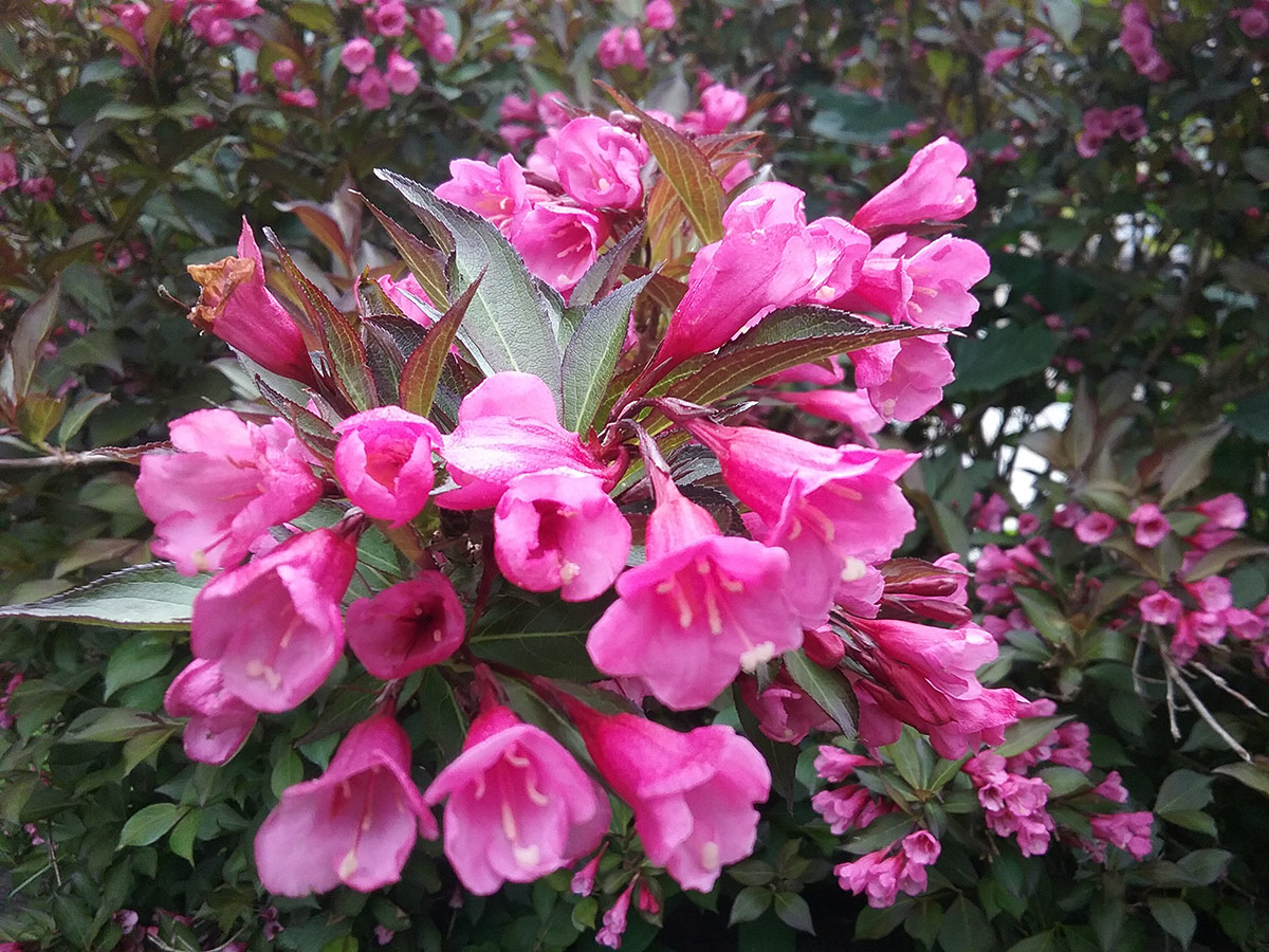 close up of pink weigela flowers