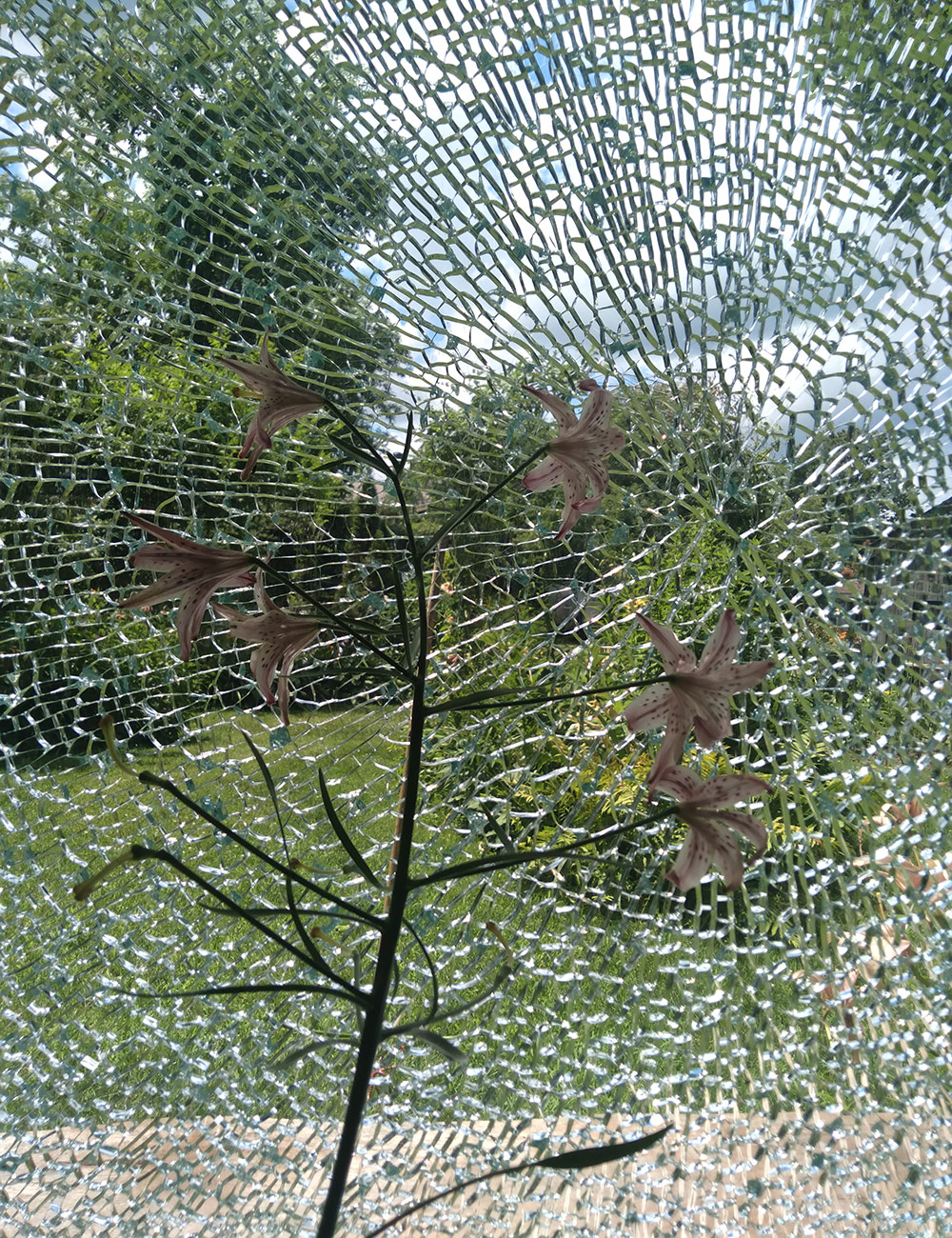 lily plant in front of broken glass