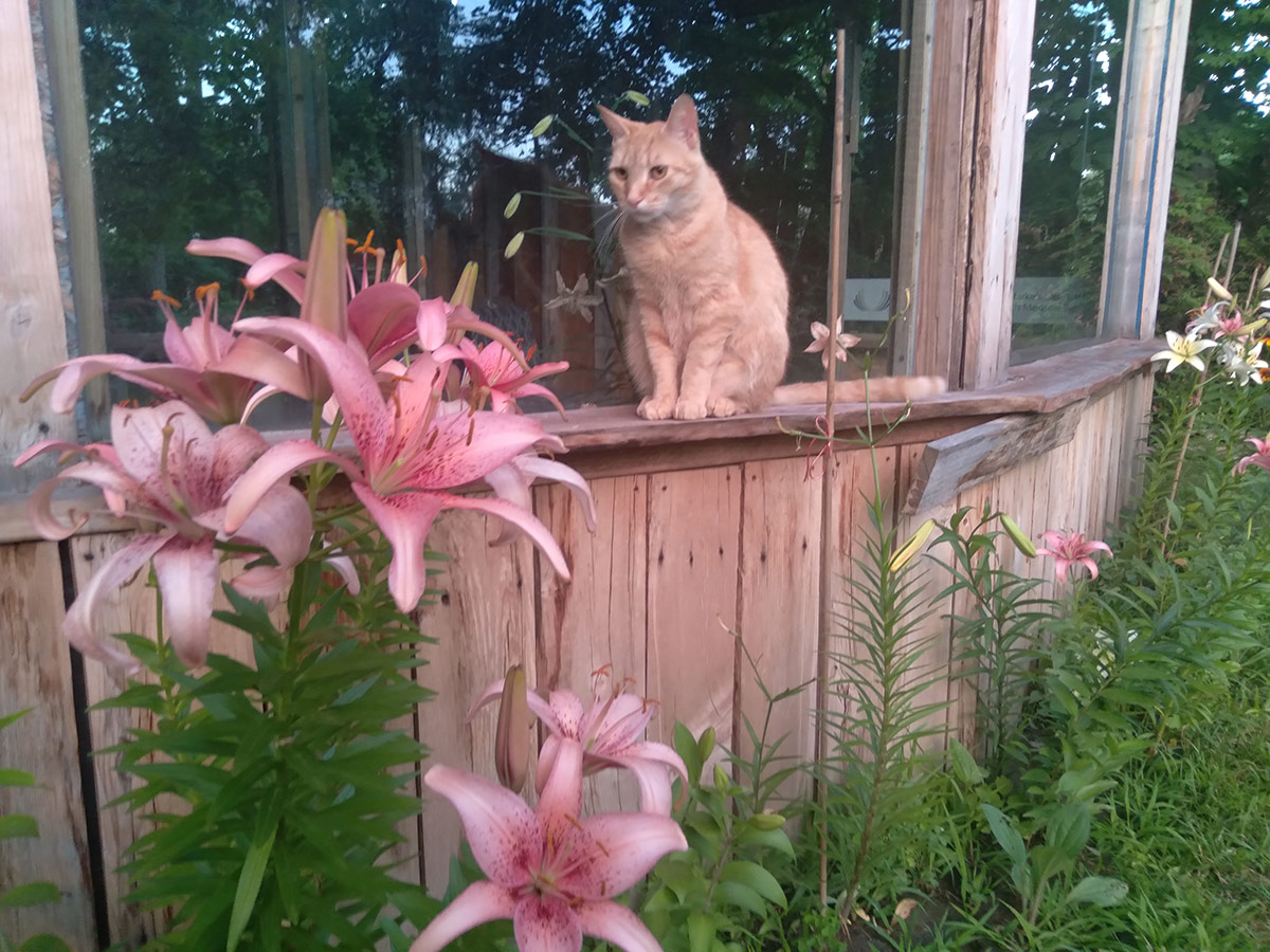 orange cat looking at pink lilies