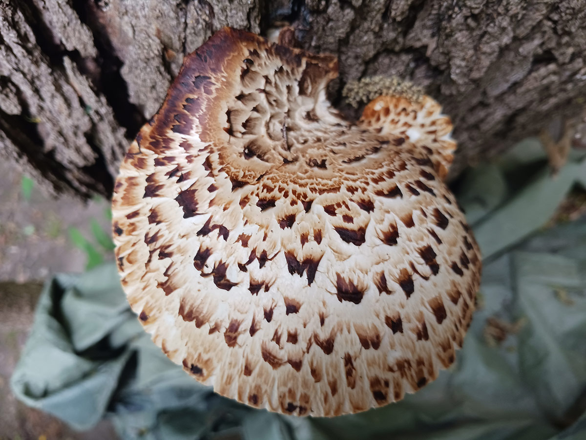 mushroom growing on tree trunk